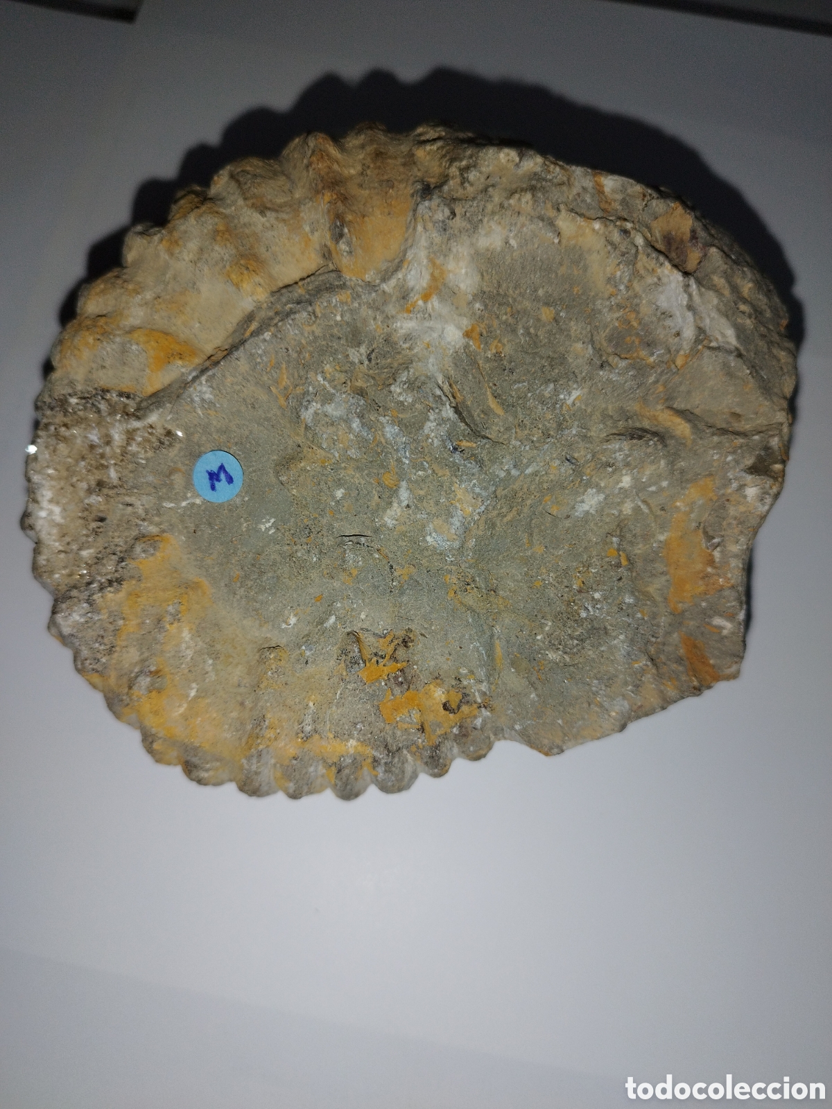 Coleccionismo de f&oacute;siles: AMMONITES DE MARRUECOS - Foto 8