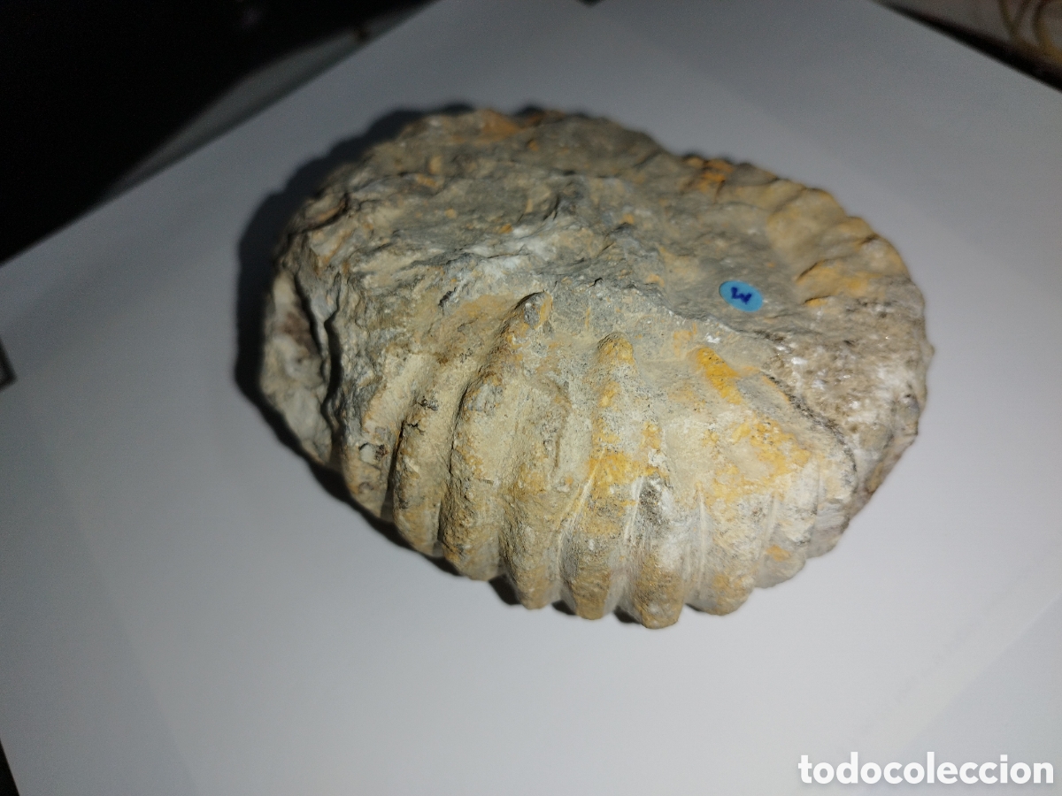Coleccionismo de f&oacute;siles: AMMONITES DE MARRUECOS - Foto 9