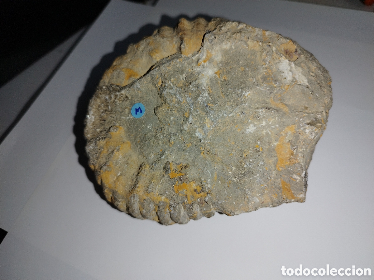 Coleccionismo de f&oacute;siles: AMMONITES DE MARRUECOS - Foto 10