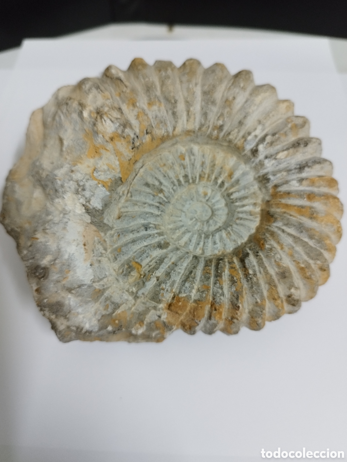 Coleccionismo de f&oacute;siles: AMMONITES DE MARRUECOS - Foto 1