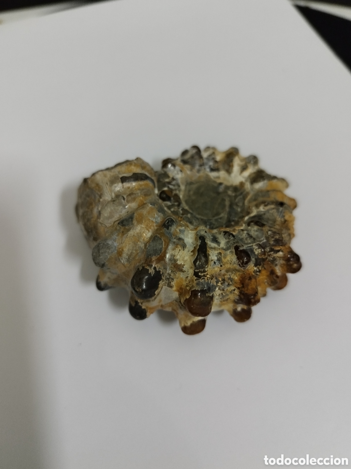 Coleccionismo de f&oacute;siles: AMMONITES DE MADAGASCAR - Foto 2