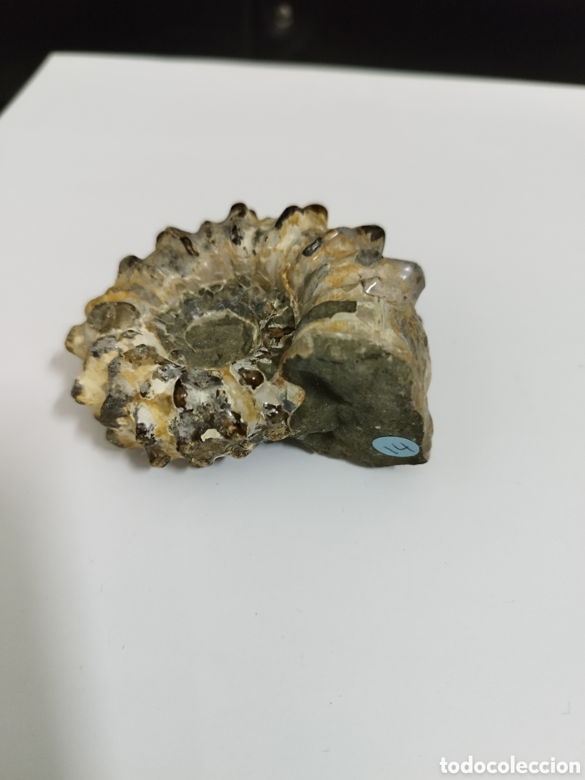Coleccionismo de f&oacute;siles: AMMONITES DE MADAGASCAR - Foto 3