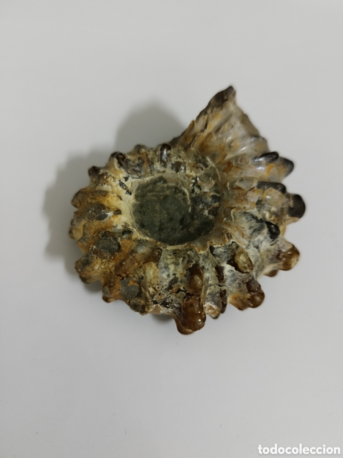 Coleccionismo de f&oacute;siles: AMMONITES DE MADAGASCAR - Foto 4