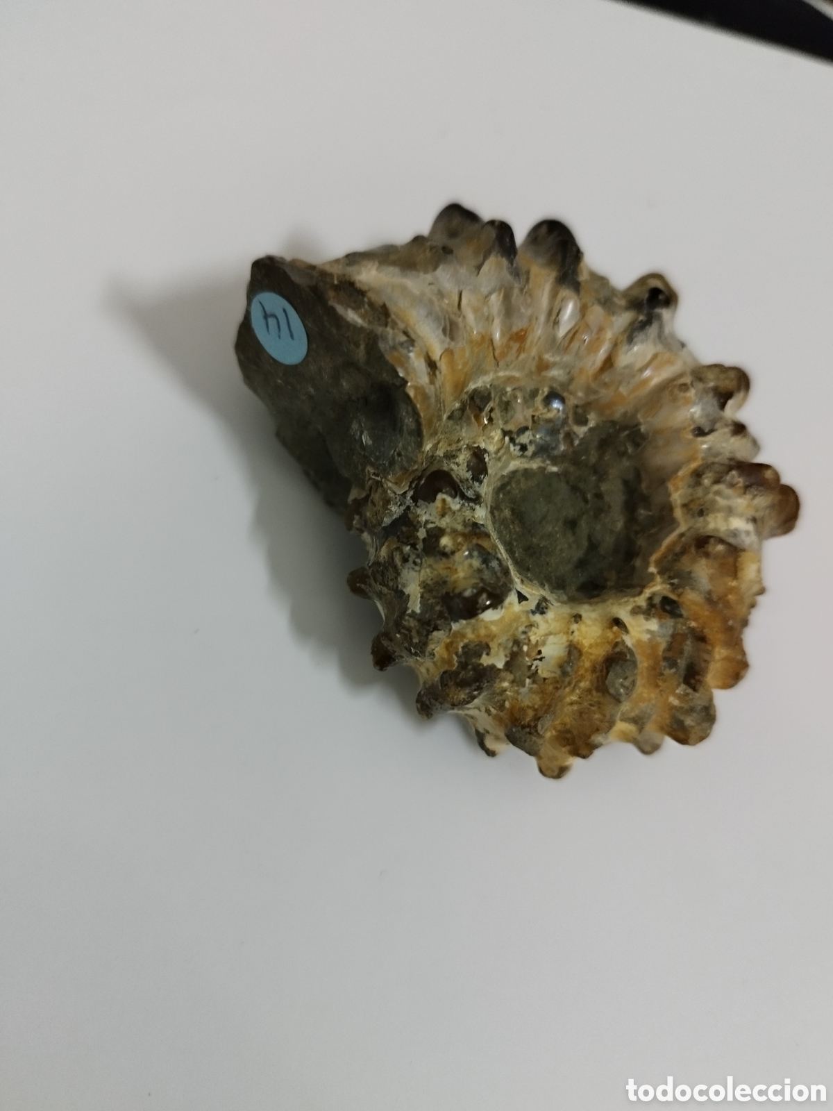 Coleccionismo de f&oacute;siles: AMMONITES DE MADAGASCAR - Foto 5