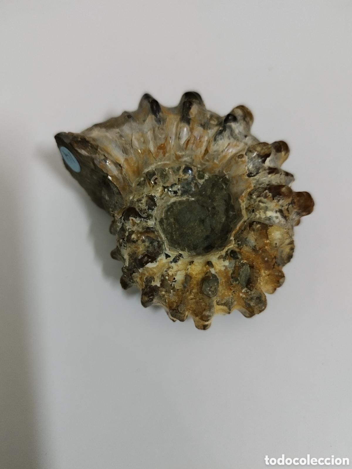 Coleccionismo de f&oacute;siles: AMMONITES DE MADAGASCAR - Foto 6