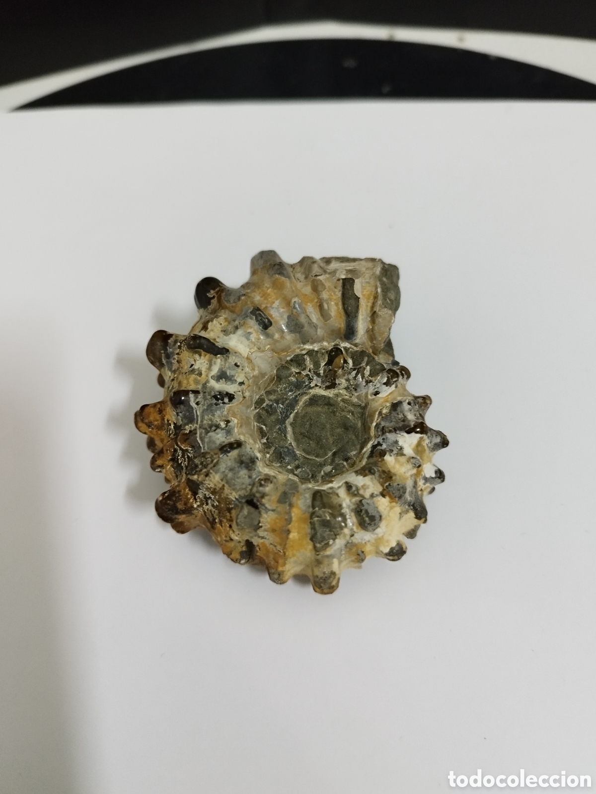 Coleccionismo de f&oacute;siles: AMMONITES DE MADAGASCAR - Foto 7