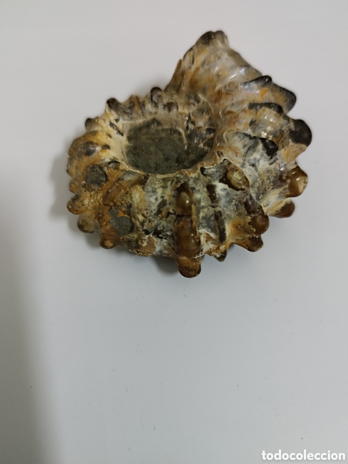 Coleccionismo de f&oacute;siles: AMMONITES DE MADAGASCAR - Foto 8