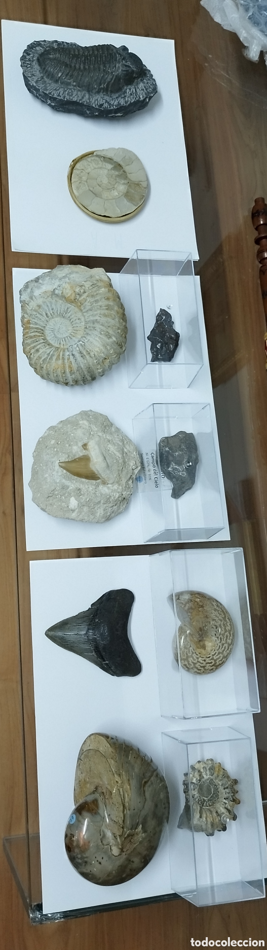 Coleccionismo de f&oacute;siles: AMMONITES DE MADAGASCAR - Foto 9
