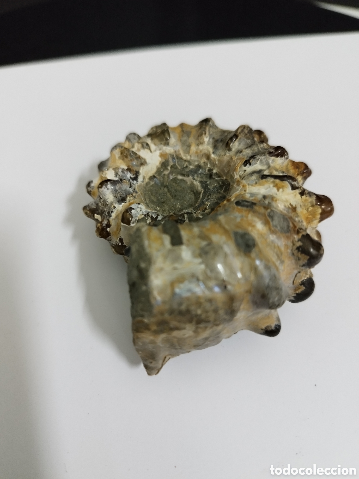 Coleccionismo de f&oacute;siles: AMMONITES DE MADAGASCAR - Foto 1