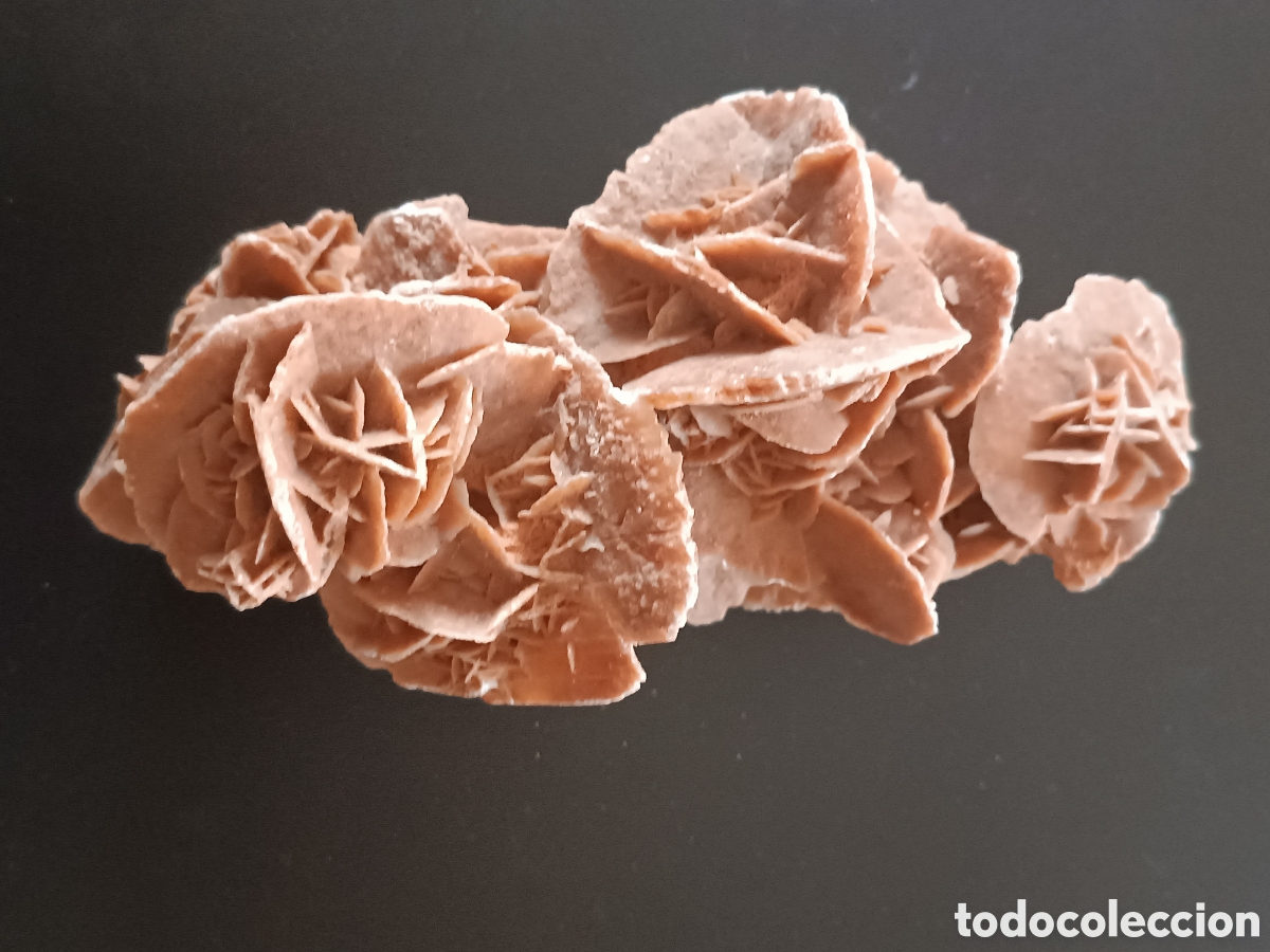 Coleccionismo de f&oacute;siles: Rosa del desierto - Foto 2