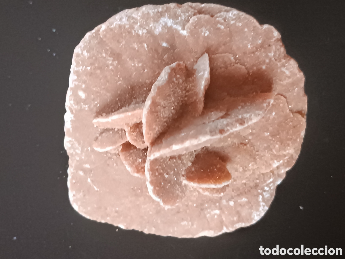 Coleccionismo de f&oacute;siles: Rosa del desierto - Foto 2