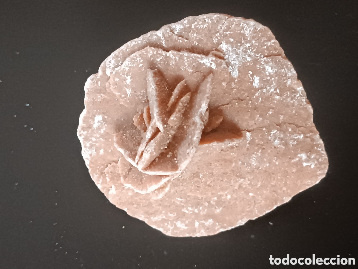 Coleccionismo de f&oacute;siles: Rosa del desierto - Foto 4