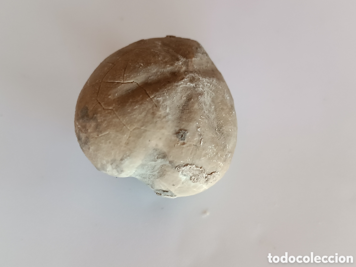 Coleccionismo de f&oacute;siles: F&oacute;sil erizo de mar - Foto 4