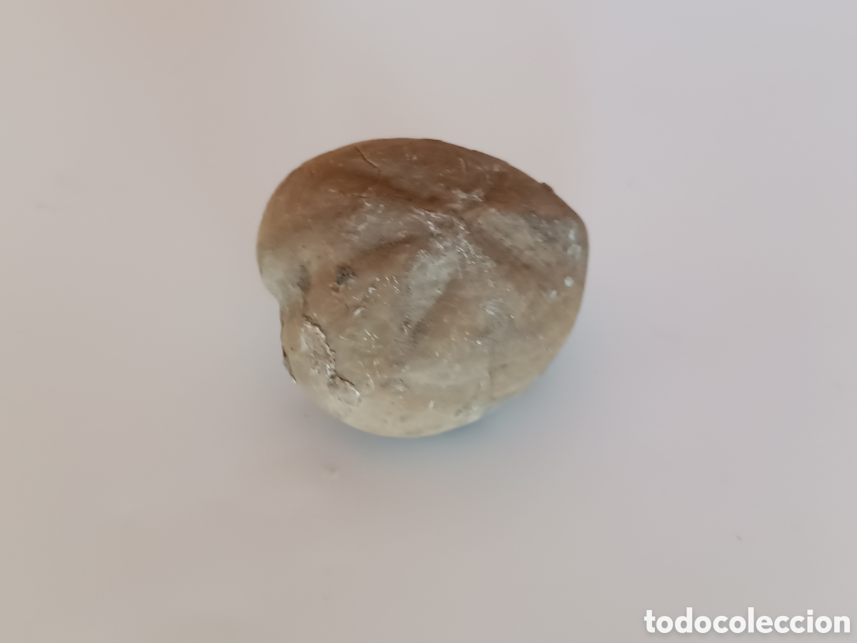 Coleccionismo de f&oacute;siles: F&oacute;sil erizo de mar - Foto 6