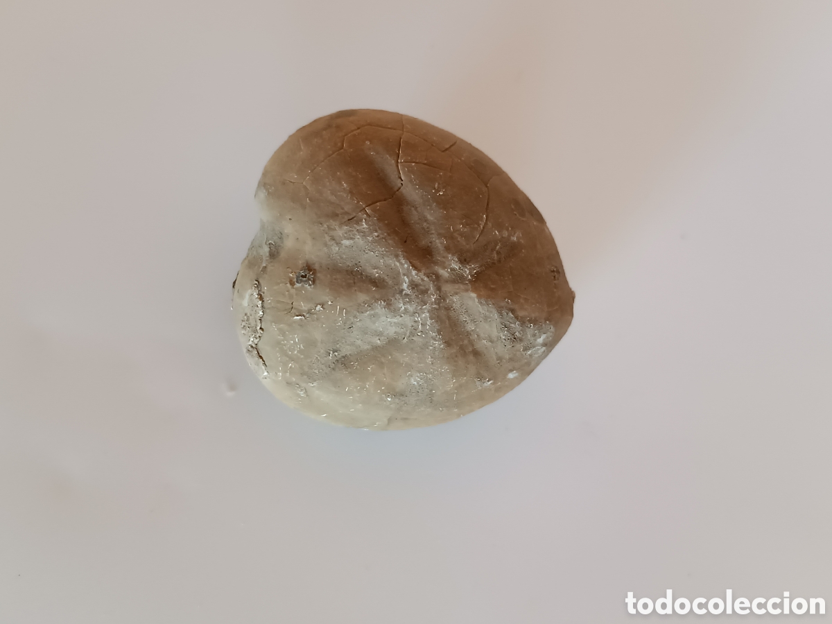 Coleccionismo de f&oacute;siles: F&oacute;sil erizo de mar - Foto 7