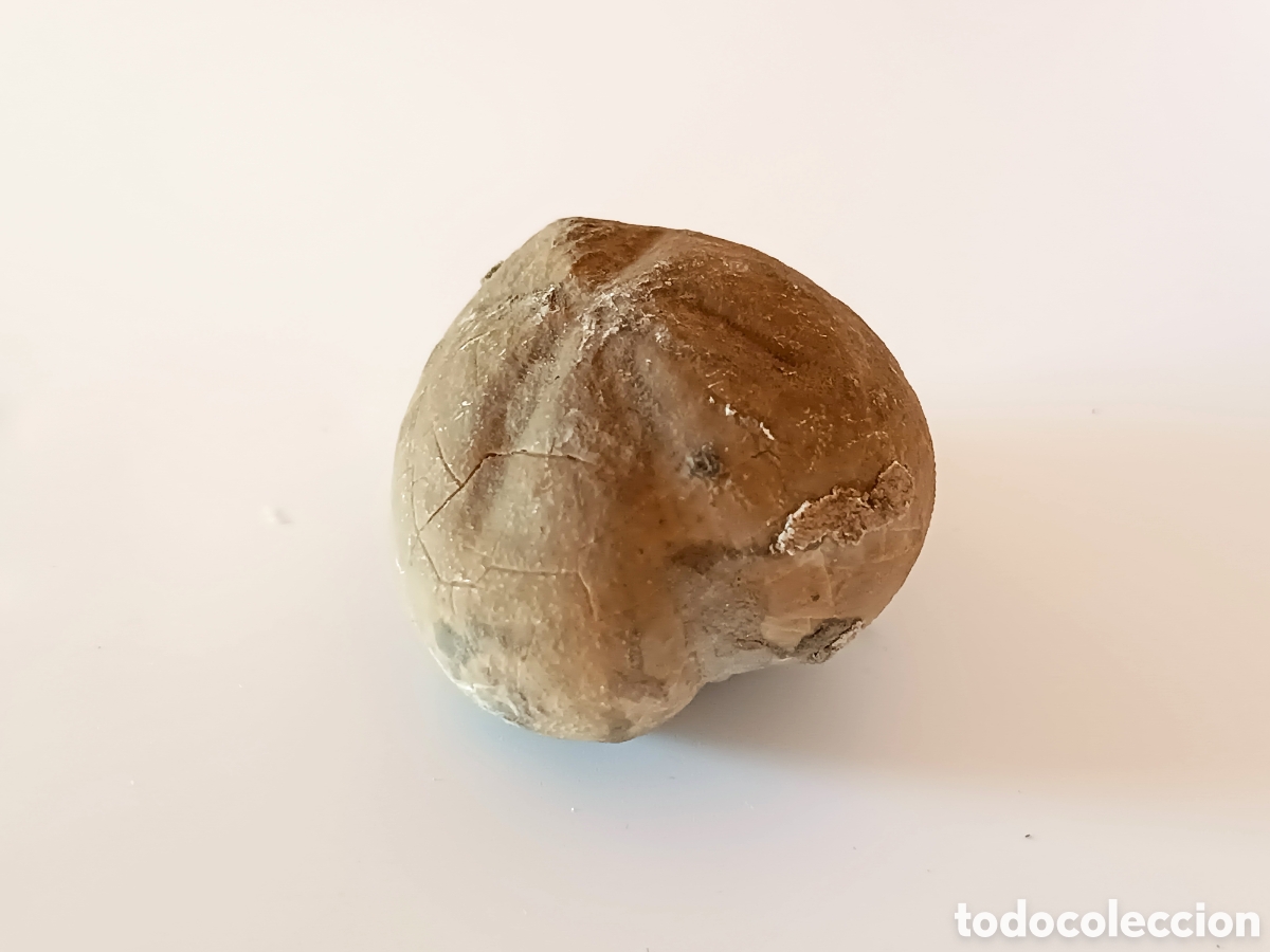 Coleccionismo de f&oacute;siles: F&oacute;sil erizo de mar - Foto 8
