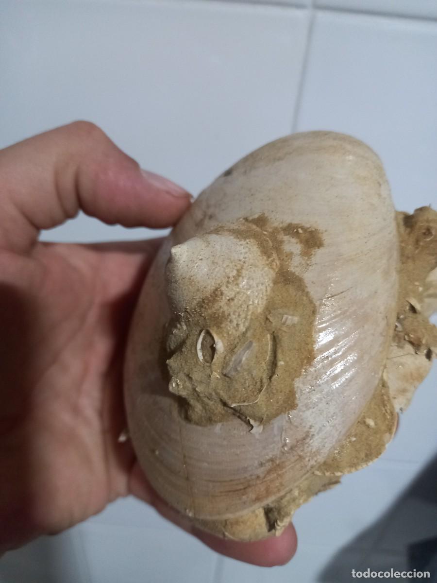 Coleccionismo de f&oacute;siles: Callista italica. - Foto 2