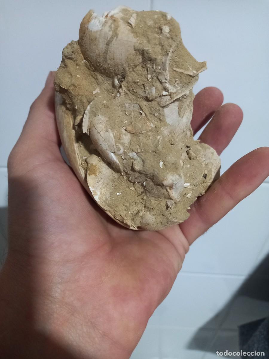 Coleccionismo de f&oacute;siles: Callista italica. - Foto 3