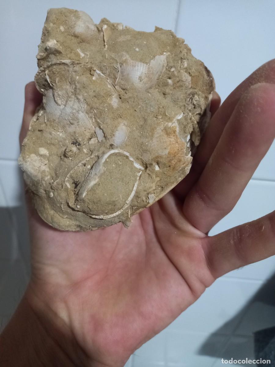 Coleccionismo de f&oacute;siles: Callista italica. - Foto 4