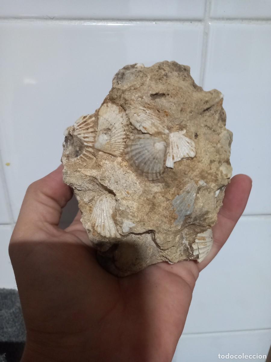 Coleccionismo de f&oacute;siles: Placa de pecten benedictus f&oacute;siles - Foto 1