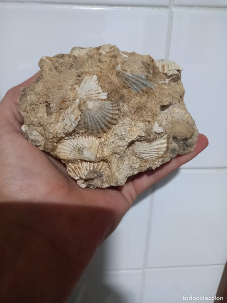 Coleccionismo de f&oacute;siles: Placa de pecten benedictus f&oacute;siles - Foto 2