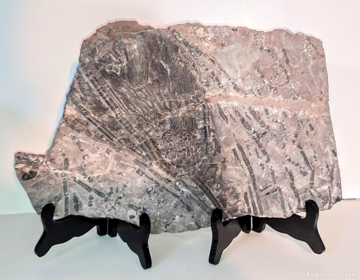 Coleccionismo de f&oacute;siles: Enorme Scyphocrinus elegans ( Lirio de Mar ) - Foto 1
