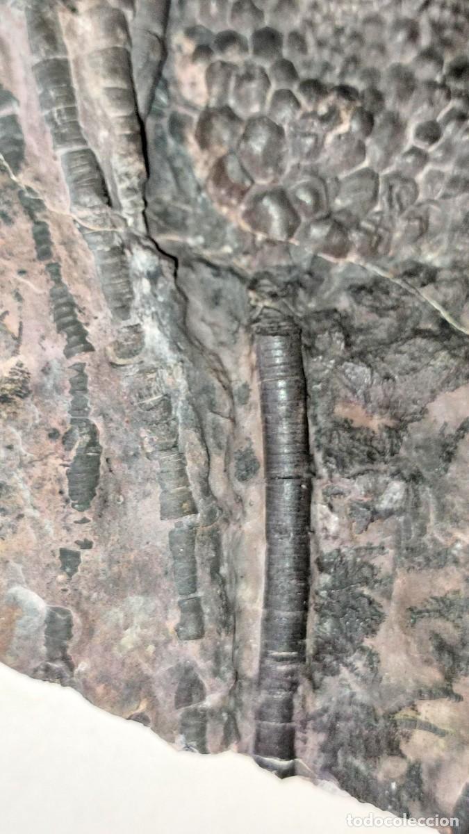Coleccionismo de f&oacute;siles: Enorme Scyphocrinus elegans ( Lirio de Mar ) - Foto 2