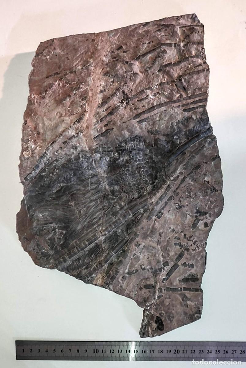 Coleccionismo de f&oacute;siles: Enorme Scyphocrinus elegans ( Lirio de Mar ) - Foto 5