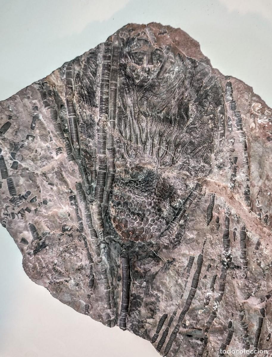 Coleccionismo de f&oacute;siles: Enorme Scyphocrinus elegans ( Lirio de Mar ) - Foto 6