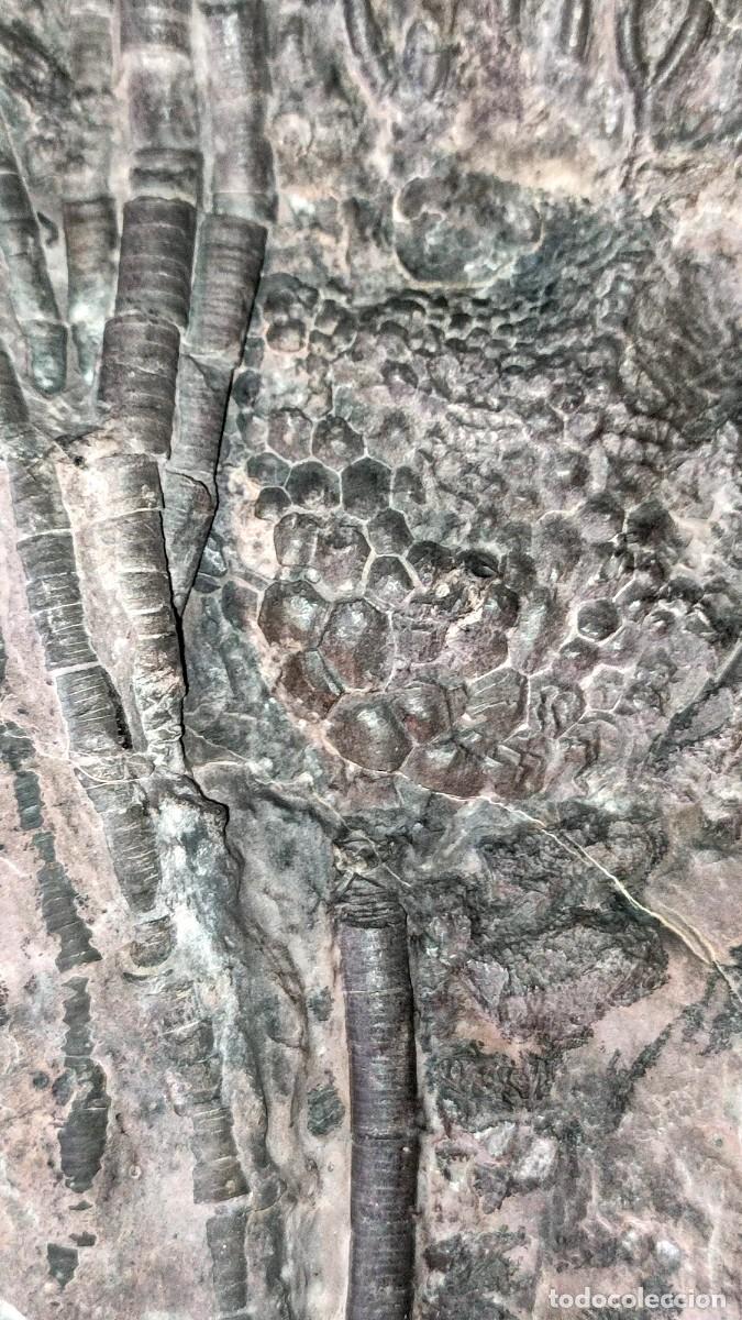 Coleccionismo de f&oacute;siles: Enorme Scyphocrinus elegans ( Lirio de Mar ) - Foto 8