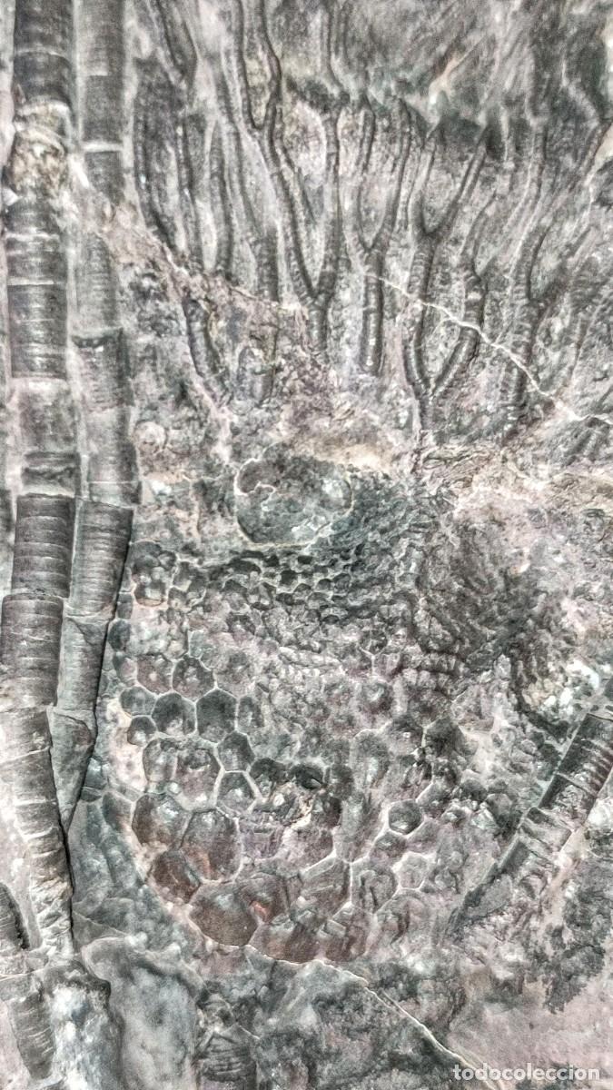 Coleccionismo de f&oacute;siles: Enorme Scyphocrinus elegans ( Lirio de Mar ) - Foto 9