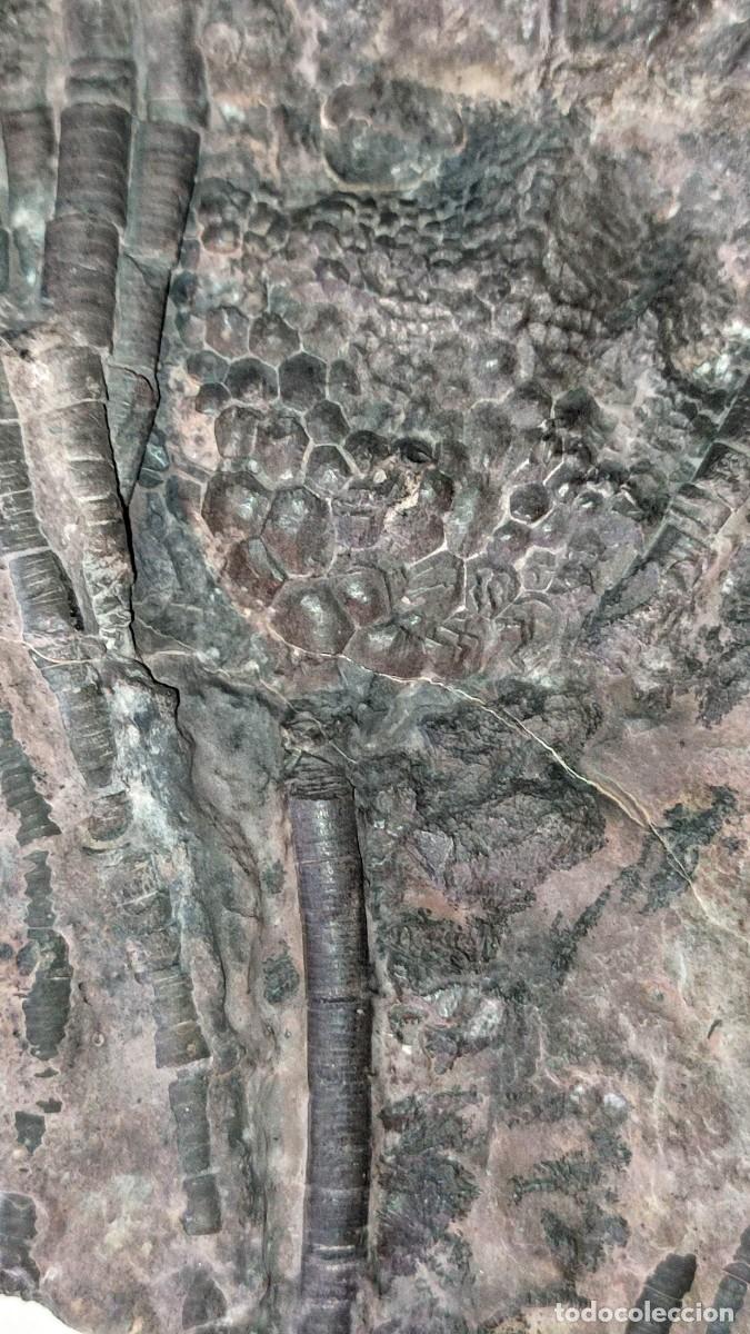 Coleccionismo de f&oacute;siles: Enorme Scyphocrinus elegans ( Lirio de Mar ) - Foto 10