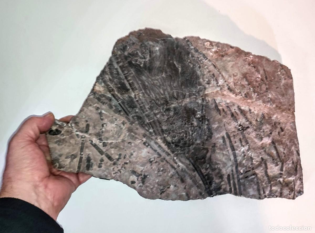 Coleccionismo de f&oacute;siles: Enorme Scyphocrinus elegans ( Lirio de Mar ) - Foto 11