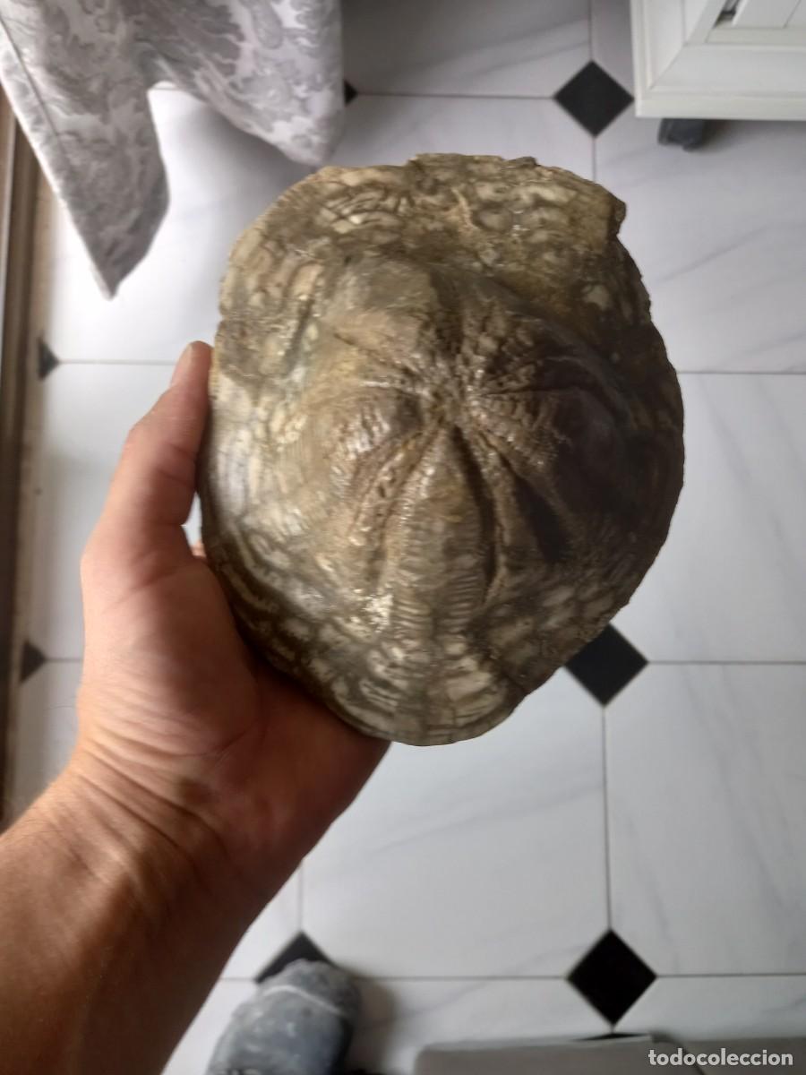 Coleccionismo de f&oacute;siles: Fosiles clypeaster altus - Foto 1