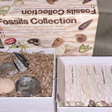 Coleccionismo de fósiles: CAJA DE 6 FOSILES, COLECCIÓN CON TARJETAS DE DESCRIPCIÓN Y LUPA