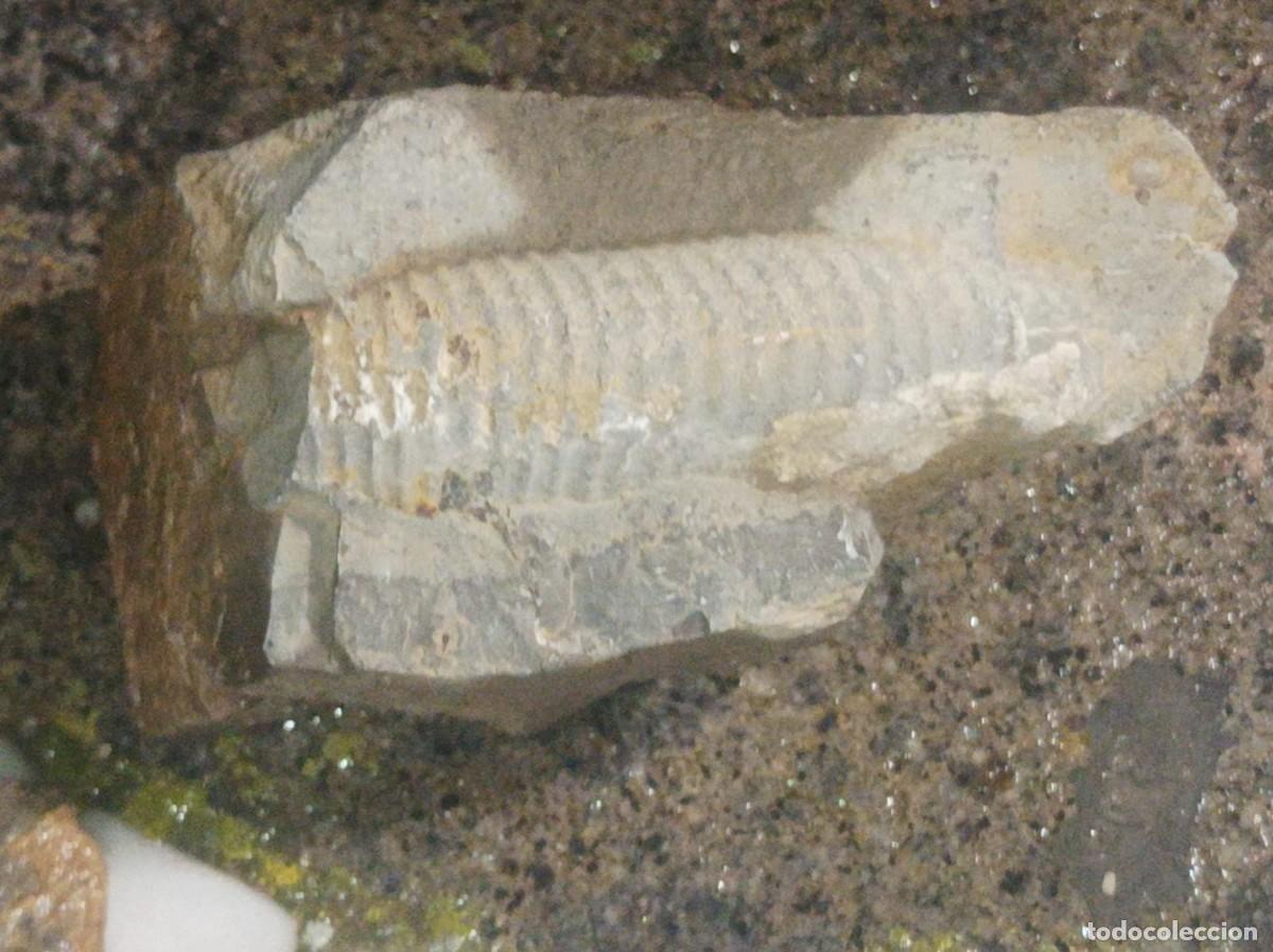 Coleccionismo de f&oacute;siles: Ammonites - Foto 1