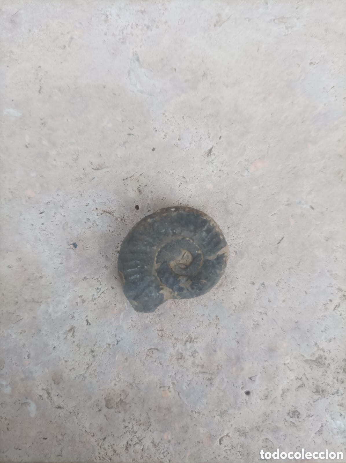 Coleccionismo de f&oacute;siles: Ammonite de 2 cm - Foto 1