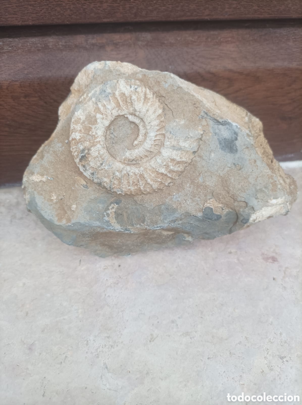 Coleccionismo de f&oacute;siles: Ammonite incrustado en piedra - Foto 1
