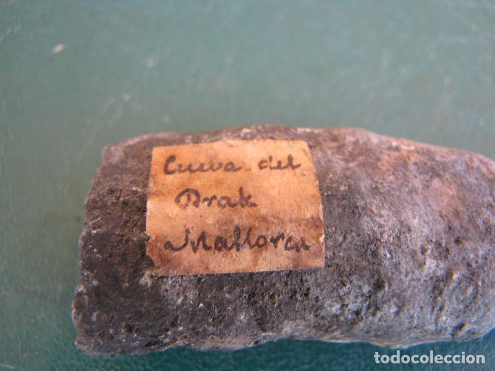 Coleccionismo de f&oacute;siles: 76.- Cueva del Drak. Mallorca - Foto 4