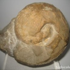 Coleccionismo de fósiles: AMMONITE FOSIL EN MATRIZ. BULLATIMORPHITES JURASICO. ESPAÑA. PALEONTOLOGIA