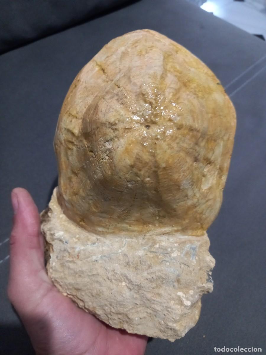 Coleccionismo de f&oacute;siles: Clypeaster altus - Foto 1