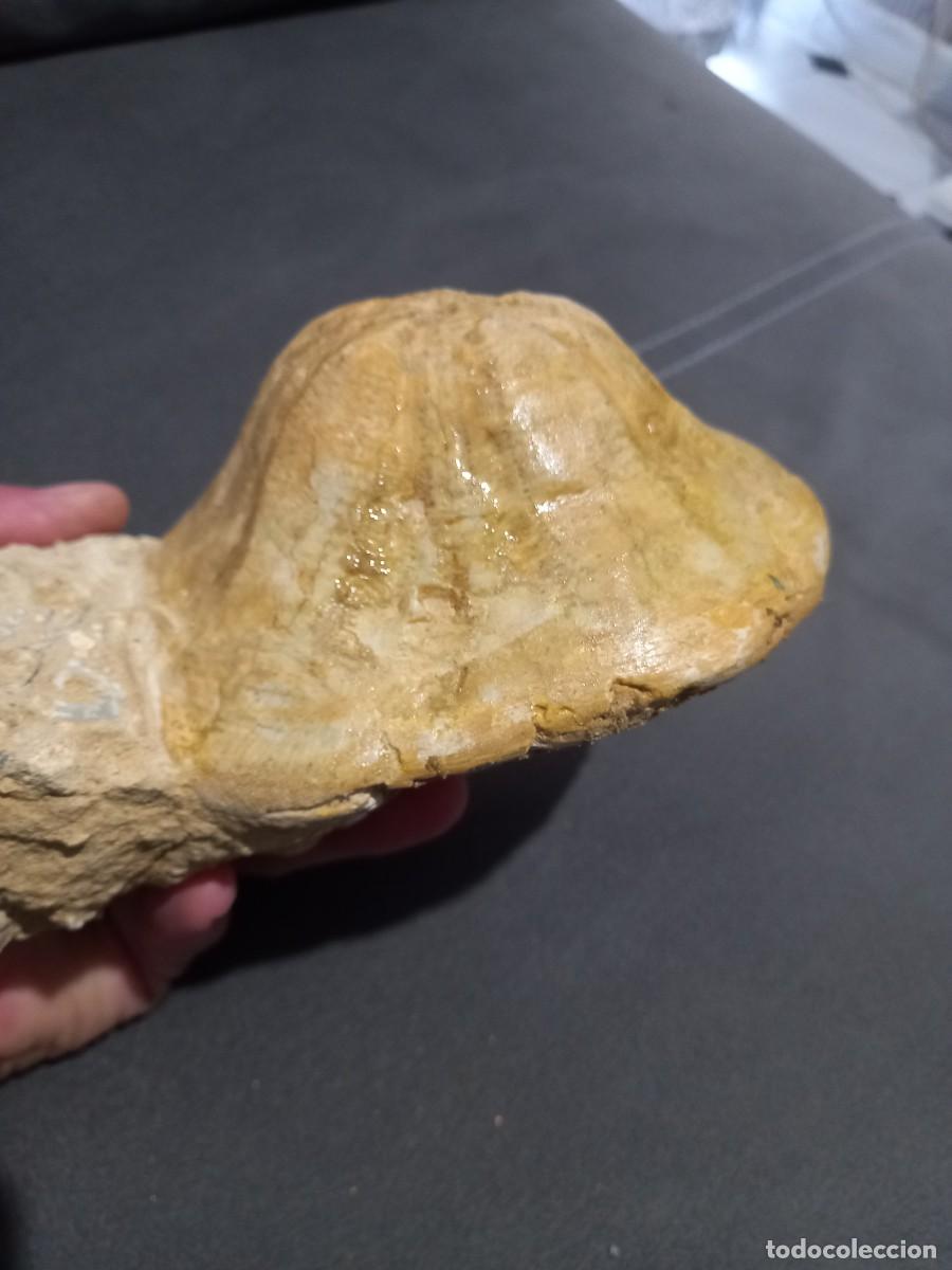 Coleccionismo de f&oacute;siles: Clypeaster altus - Foto 2