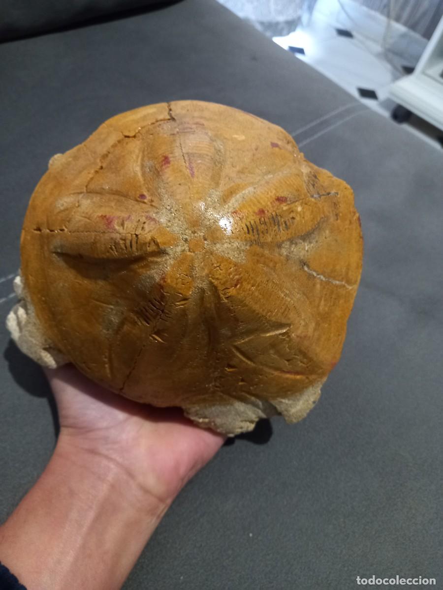 Coleccionismo de f&oacute;siles: Clypeaster piramydalis - Foto 1