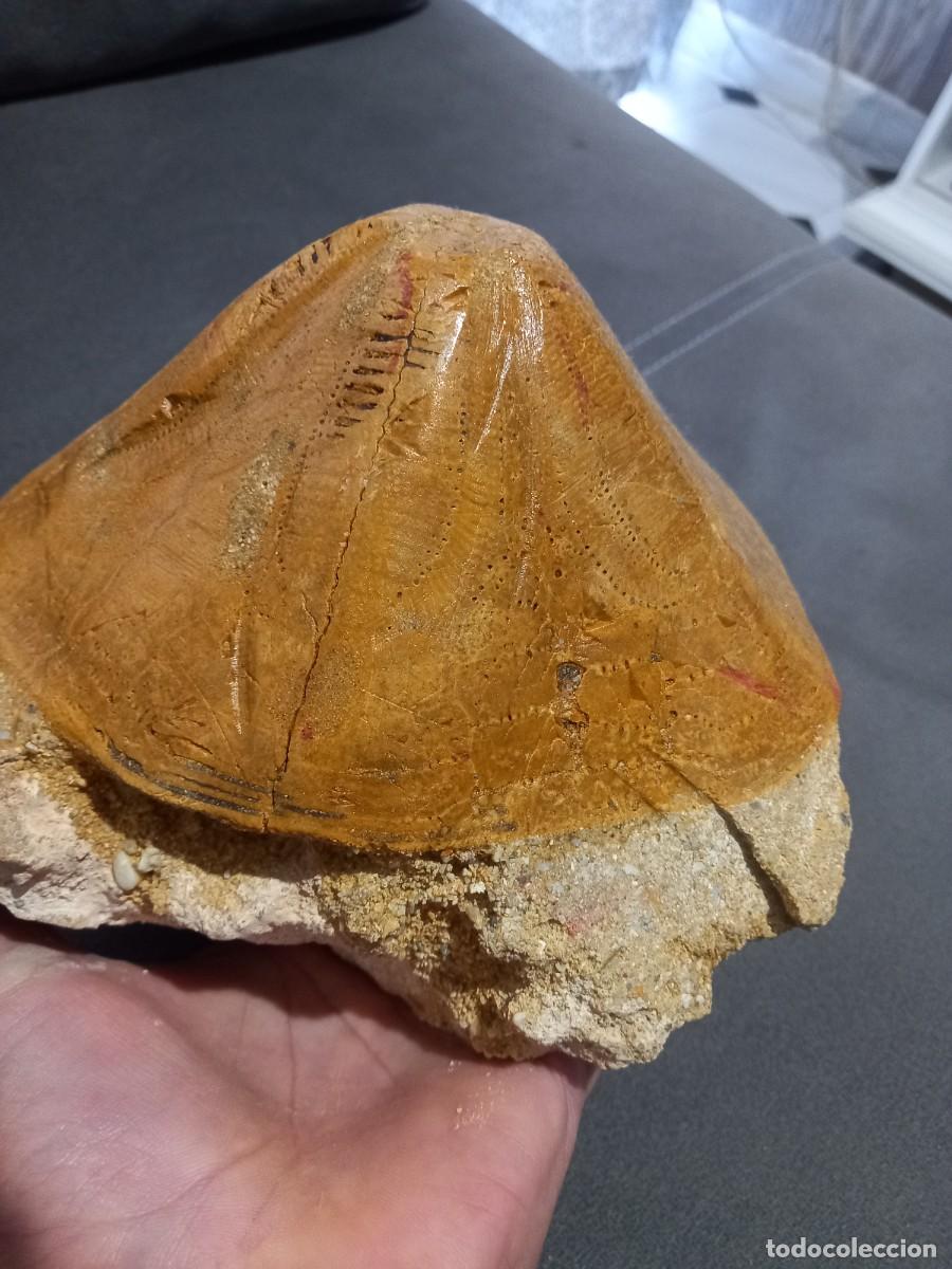 Coleccionismo de f&oacute;siles: Clypeaster piramydalis - Foto 2