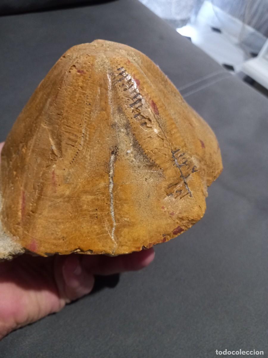 Coleccionismo de f&oacute;siles: Clypeaster piramydalis - Foto 3