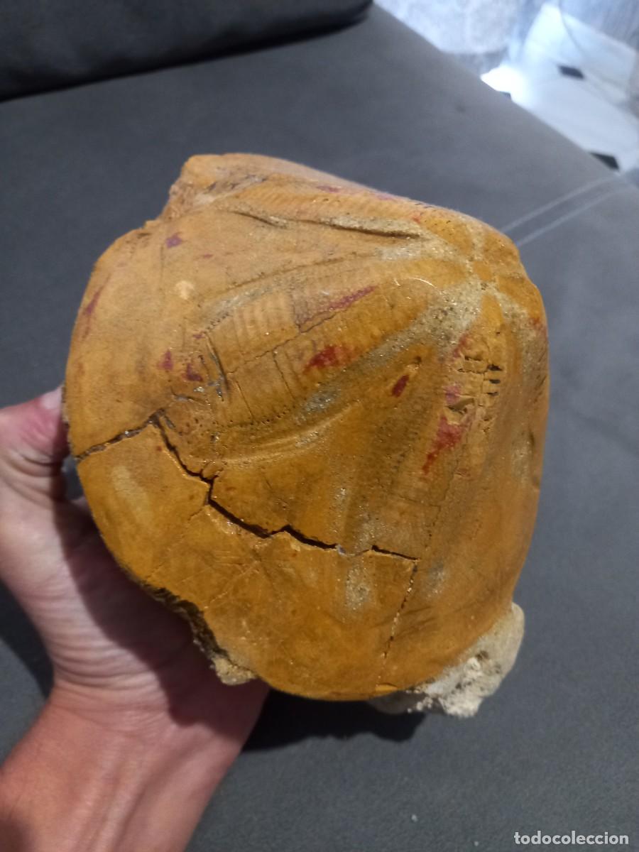 Coleccionismo de f&oacute;siles: Clypeaster piramydalis - Foto 4