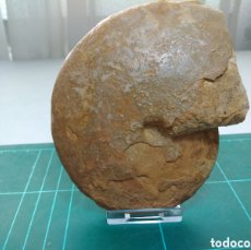 Coleccionismo de fósiles: AMMONITES FOSIL OPPELIA SUBRADIATA. JURÁSICO. FRANCIA.