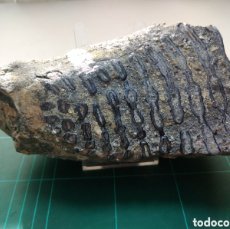 Coleccionismo de fósiles: MOLAR FOSIL DE MAMMUTHUS PRIMIGENIUS. PLEISTOCENO. HUNGRÍA.