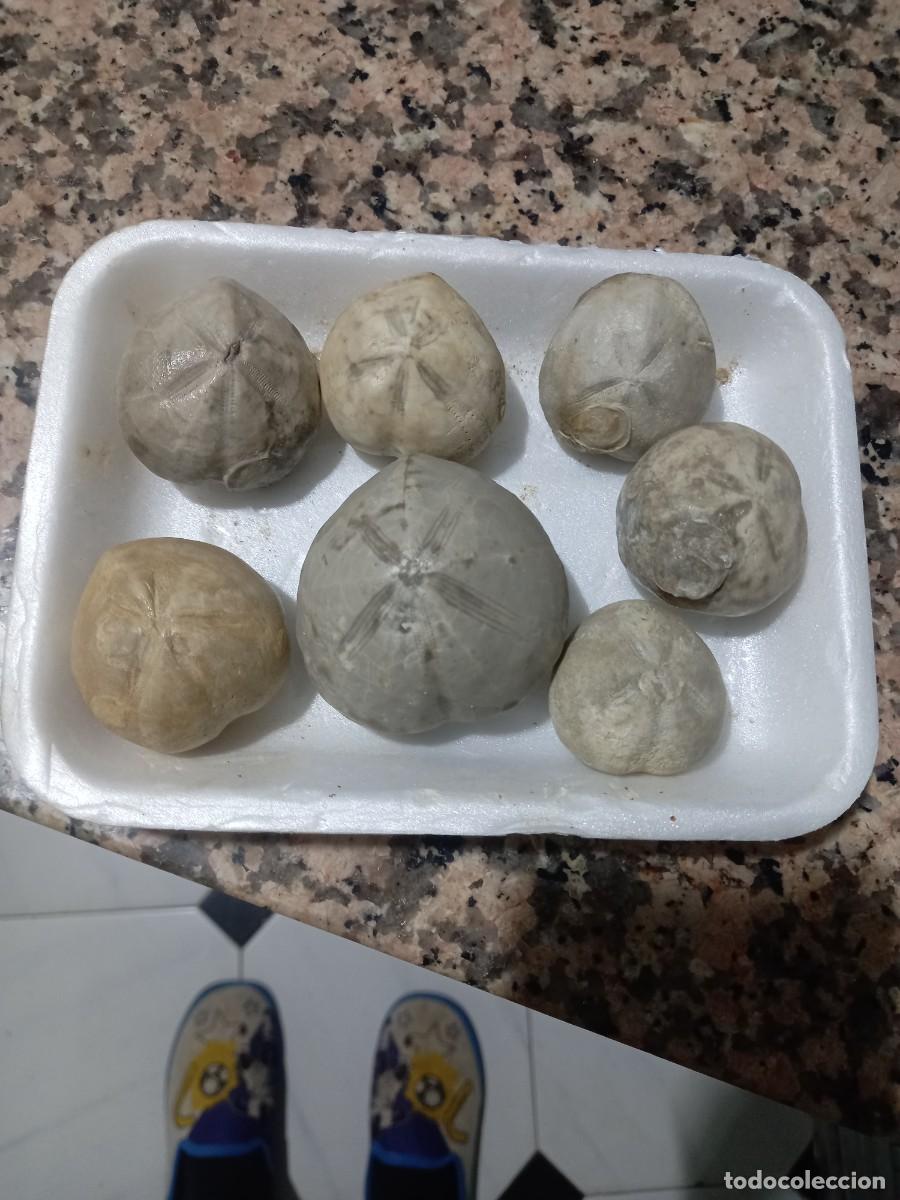 Coleccionismo de f&oacute;siles: Lote micraster - Foto 1