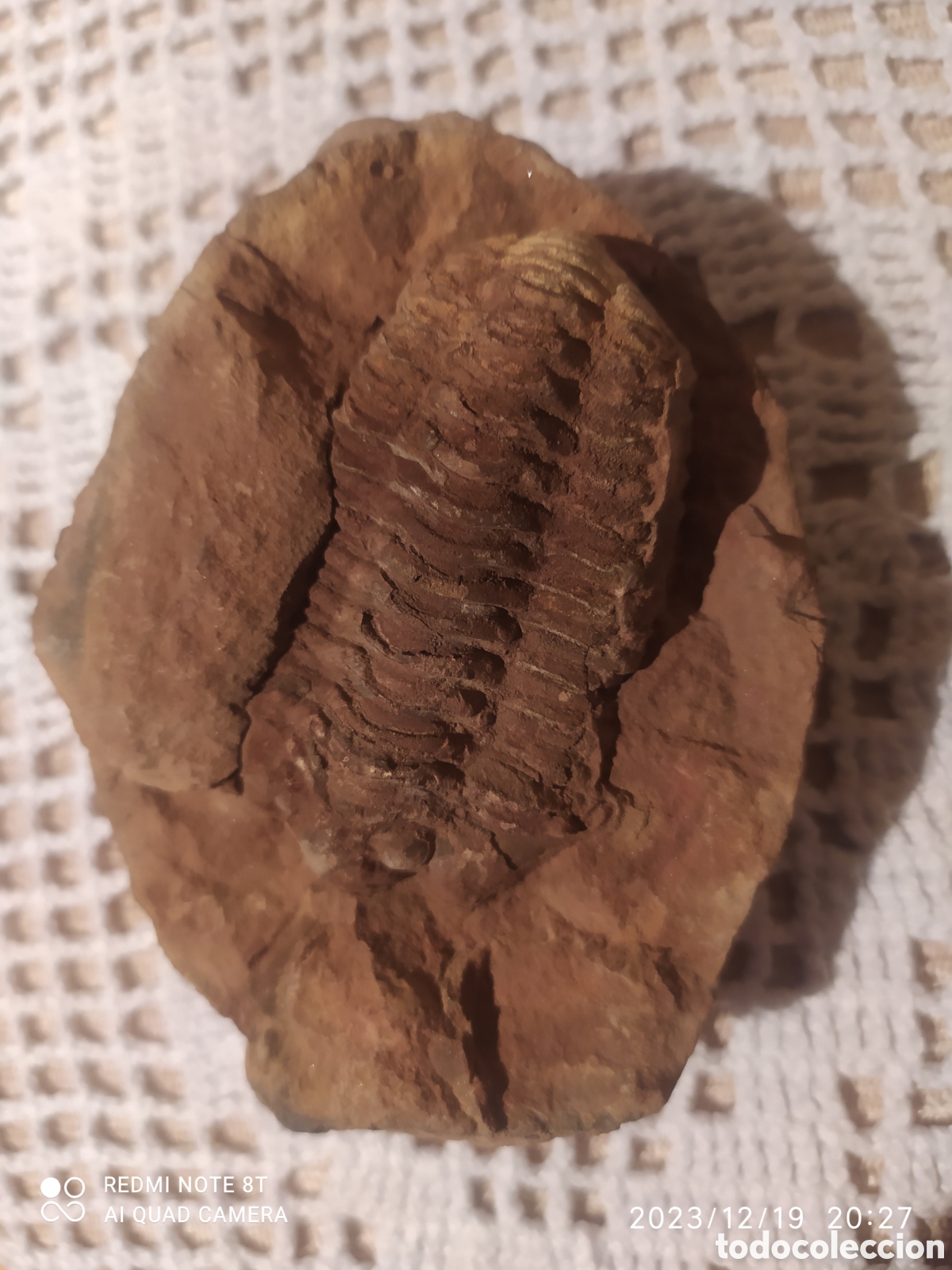 Coleccionismo de f&oacute;siles: Asaphus fosil - Foto 2